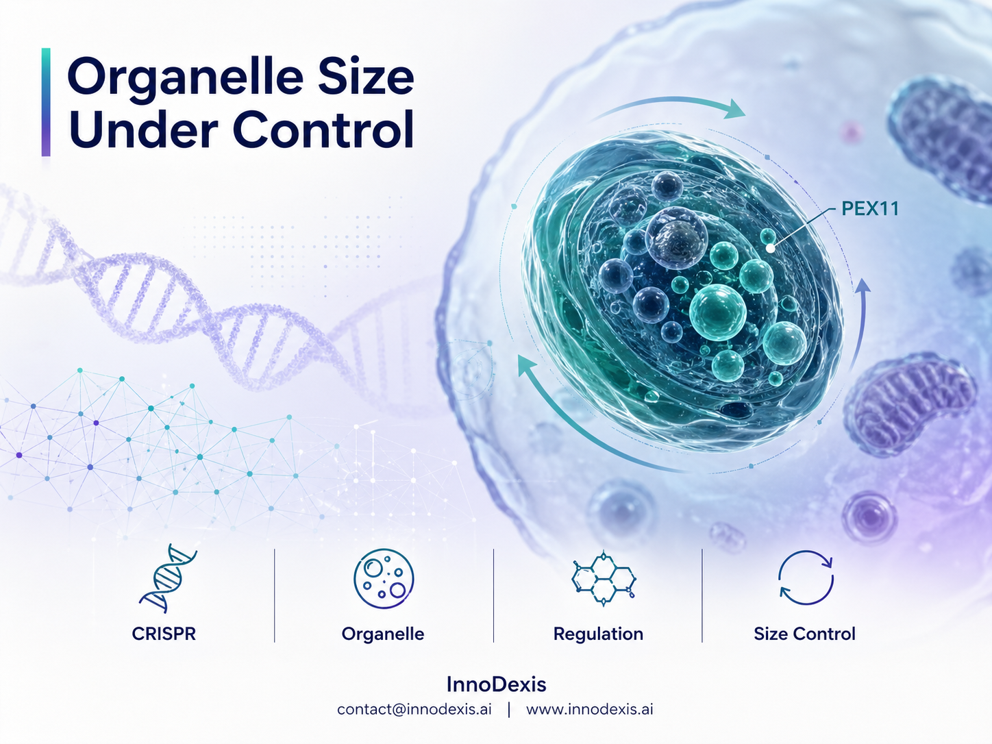 Cellular Size Regulation Mechanisms Identified as PEX11 Protein Controls Organelle Growth