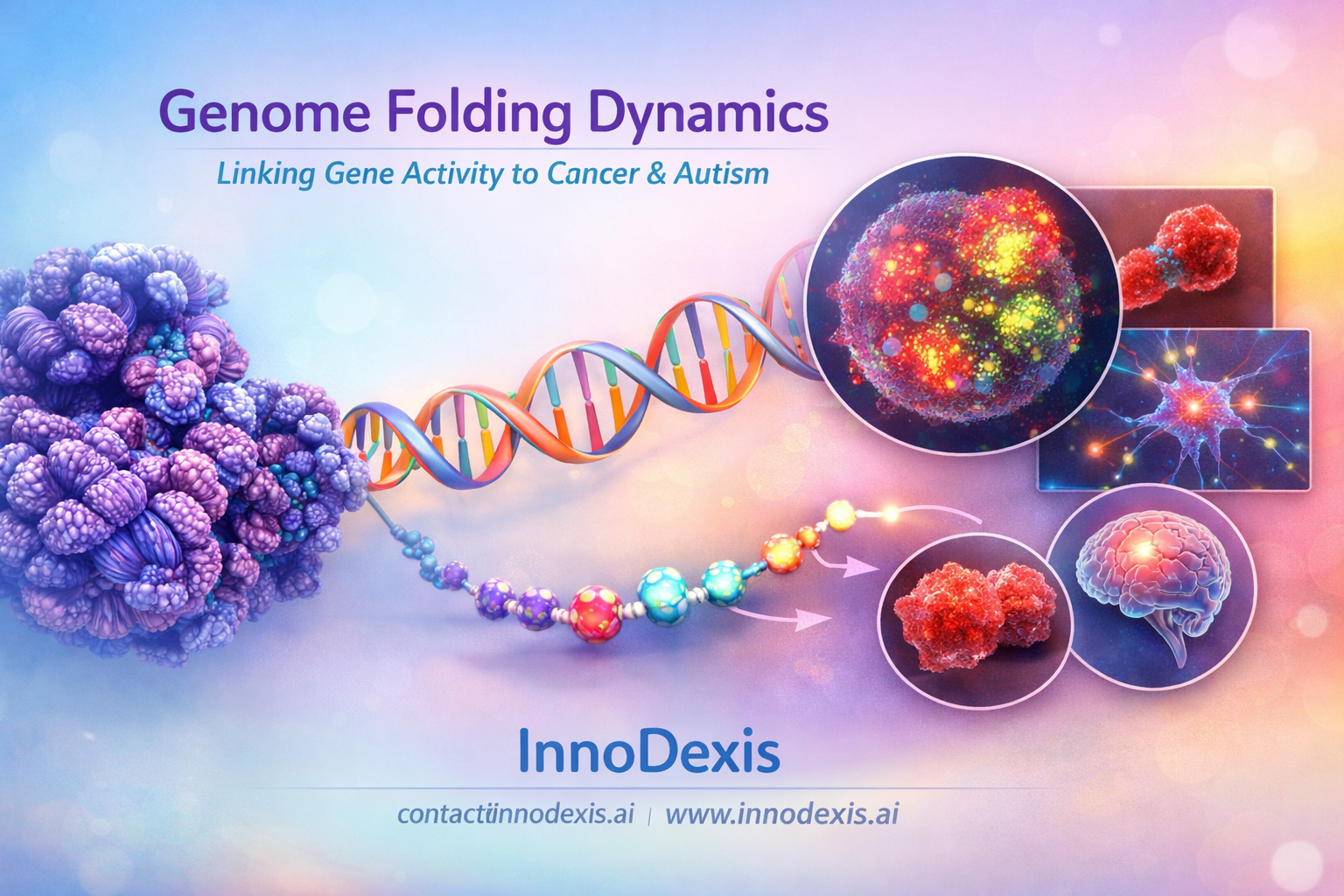 Genome Folding Dynamics Linked to Gene Activity and Cell Identity