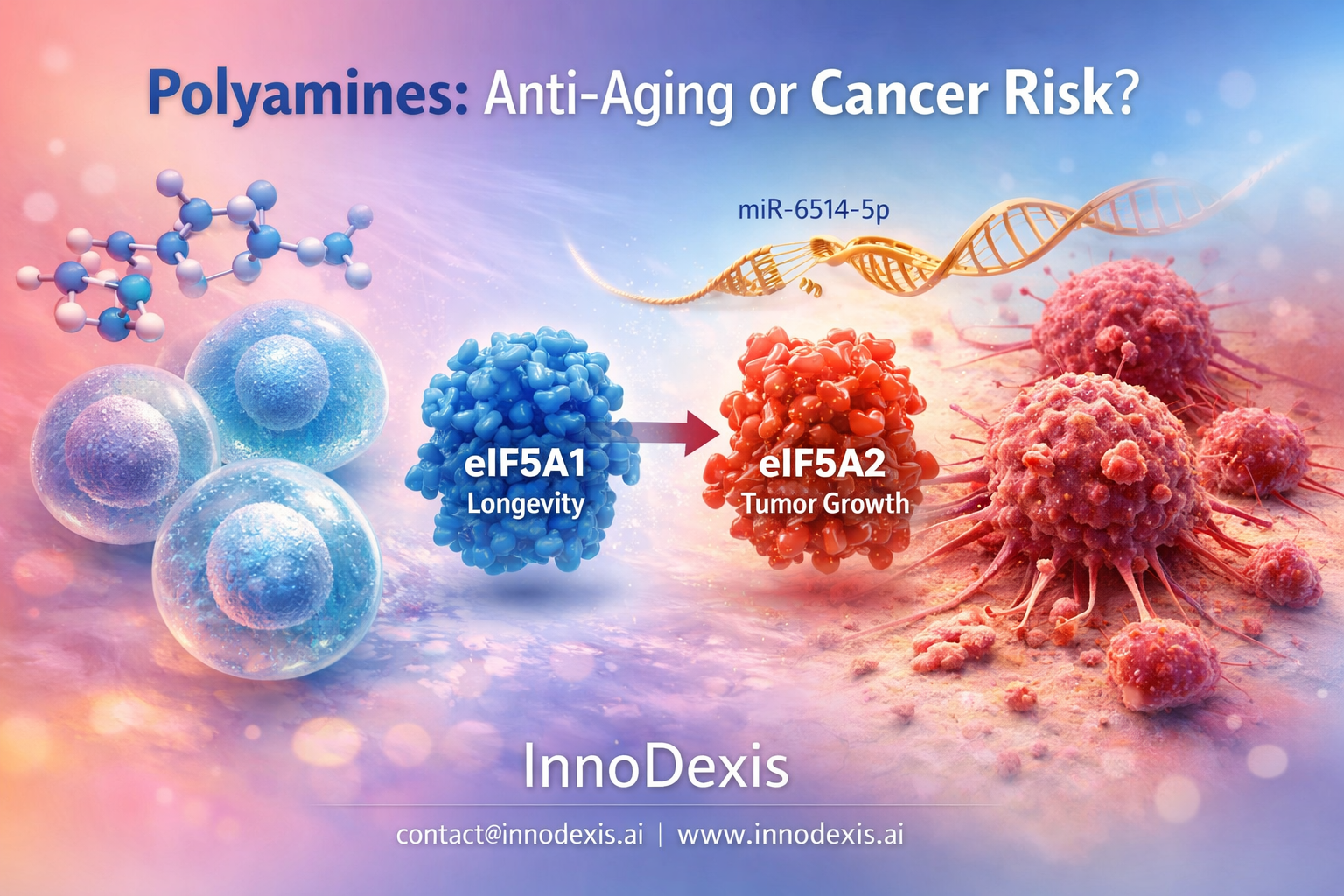 Polyamine Research Reveals Mechanism Linking Anti-Aging Compounds to Tumor Growth