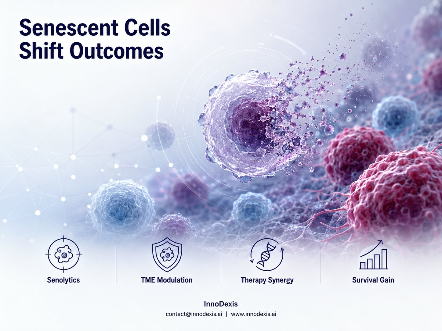 Senescent “Zombie” Cells Identified as Emerging Oncology Target Following Multi-Model Cancer Study